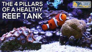 TOP 4 TIPS for a Healthy Saltwater Reef Tank Aquarium  Color Up Your Corals with Marine Depot