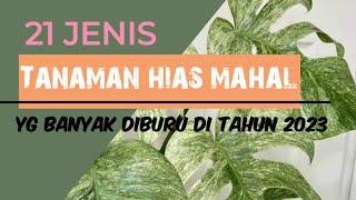 21 Jenis tanaman hias mahal terpopuler tahun 2023 yang banyak dicari #monstera #philodendron