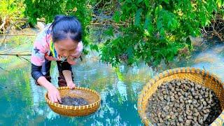 Full Video Harvesting Stone Snails Cauliflower Goes To Market Sell - Gardening Farm  Tieu Lien