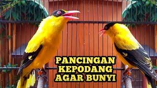 PANCINGAN KEPODANG AGAR BUNYI