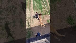 Belgian malinois dog jump training #smartdogs  #belgianmalinois #shepherd