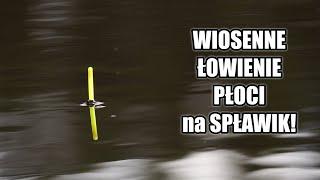 WIOSENNE ŁOWIENIE PŁOCI na SPŁAWIK