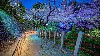 Japan Northern Tokyo Cherry Blossoms Illumination Walk  Latest DJI RS 4 Test • 4K HDR