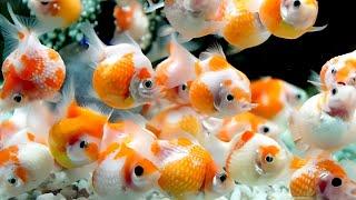 Jenis ikan mas koki lucu untuk aquarium - pearl scale goldfish