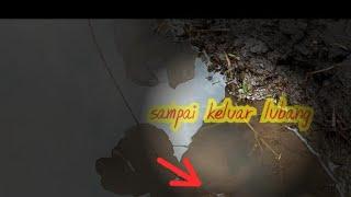 belut sawah kelaparan santapannya menggila