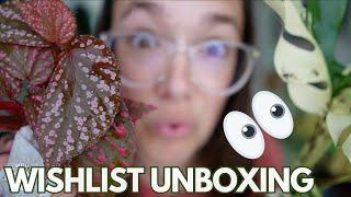 DREAM PLANT Unexpected unboxing  Plant with Roos