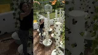 Aeroponic vertical farming with Tower Farms #TowerGarden #Aeroponics #VerticalFarming #TowerFarms