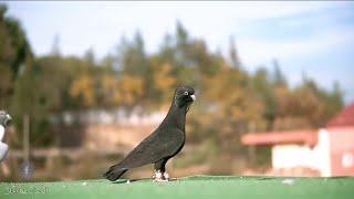 فحل اسود عبسي أو اسود عبيد الله يبارك لصاحبه beautiful pigeons of the Levant