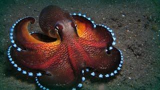 Осьминог Меняет Цвет - Мастер Маскировки  Octopus changes color