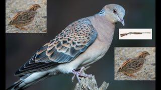 BILDIRCIN VE ÜVEYİK AVI 2024-2025 Quail Hunting Turtledove Hunting