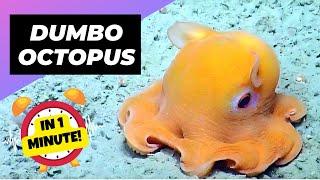 Dumbo Octopus  The Cutest Octopus Youll Ever See  1 Minute Animals