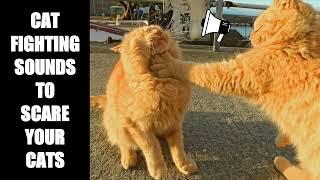 Cat Fighting Sounds to Scare Cats #17