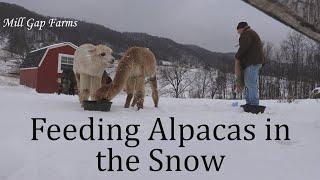 Feeding Alpacas in the Snow on Mill Gap Farms in Monterey Virginia