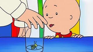 Caillous Cricket  Caillou Cartoon