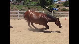 Funny Horses Farting