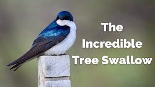 Tree Swallow  Built for Aerial Gymnastics