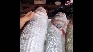 اكبر سمكة بوري في السوق