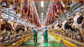 How Farmers Raise Beef Cows From Birth To Adulthood - Cow Farm  Processing Factory