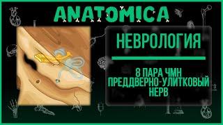 8 пара ЧМН Преддверно  - улитковый нерв  Анатомия и краткий обзор  Неврология