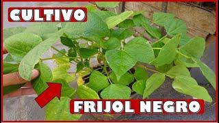 APRENDE A CULTIVAR PLANTAS DE FRIJOL NEGRO EN MACETAS