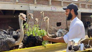 Mini Zoo K Liye Ostrich Ly Lia 