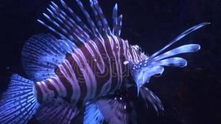 Aquatic underwater animals