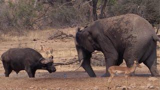 Elephant & Buffalo Fight Over Waterhole Territory  World Wild Web