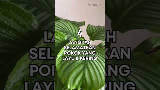 4 Langkah Selamatkan Pokok Layu & Kering