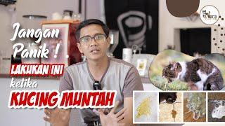 CARA MENANGANI KUCING KETIKA MUNTAH