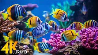 Ocean 4K  Stunning Coral Reef Fish in Aquarium Calming Sea Life 4K Video Ultra HD