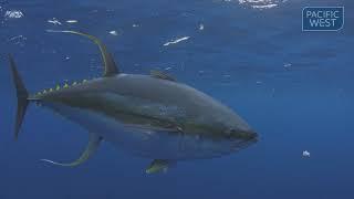 Know your tuna 1080p