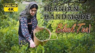 Traditional processing of Iranian Handmade Black Tea  Rural Cuisine