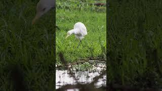 WildLife 46 #shorts  flock of white crane birds