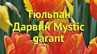 Тюльпан дарвин Мистик гарант. Краткий обзор описание характеристик tulipa Mystic garant