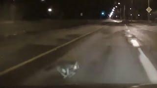 Cat gets hit by car