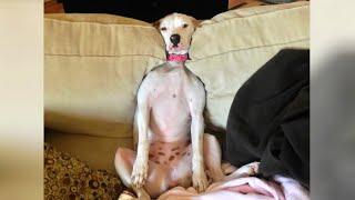 Best FUNNY DOGS will make you EXPLODE LAUGHING