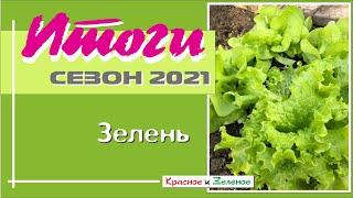 Зелень салат руккола укроп и другие. Итоги сезона