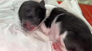 He was abandoned by his mother right after birth with the placenta still attached to his body.