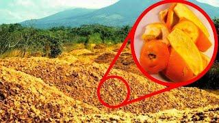 They Threw 12000 Tons Of Orange Peels In A Forest. 16 Years Later They Returned to See The Results…