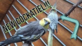 New Cockatiel for the Pheasantasiam Cockatiel Companion Family