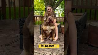 Her big homey #dogbreed #xlbully #shortsvideo