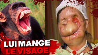 LAttaque BRUTALE de Chimpanzé la plus Dévastatrice Jamais Enregistrée