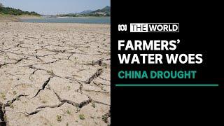 Farmers in Chinas Shandong province struggle with drought conditions  The World