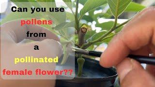 Can you use pollens from a pollinated Atemoya female flower??