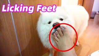 Why Dog Love Licking Owners Feet Happily So Much ....  