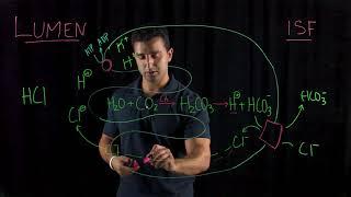 Acid Production in the Stomach