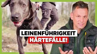 Leinenführigkeit bei Härtefällen Wenn der Hund nicht mehr reagiert Gründe und Ansätze