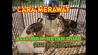 Tips Cara merawat anak ayam hutan DOC ayam hutan hijau. #anakayamhutan