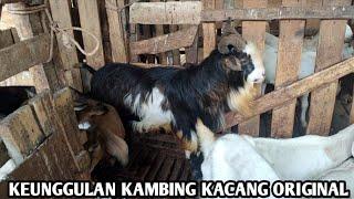 Keunggulan Kambing Kacang Original