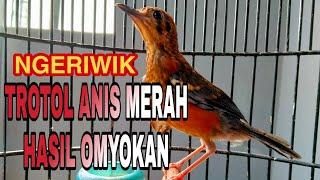 ANIS MERAH TROTOL NGERIWIK‼️LANGSUNG DI GUYUR HUJAN DERAS